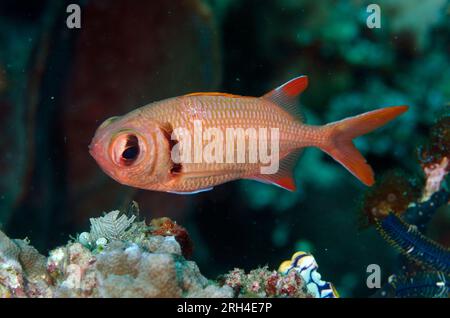 Epaulette Soldierfish, Myripristis kuntee, California Dreaming site de plongée, Lembeh Straits, Sulawesi, Indonésie Banque D'Images