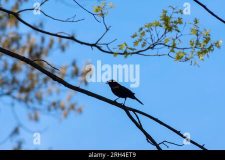 oiseau noir à ailes rouges (Agelaius phoeniceus) perché sur une branche d'arbre contre le ciel bleu, entouré de feuillage printanier émergeant. Réservation de Cutler Park. Banque D'Images