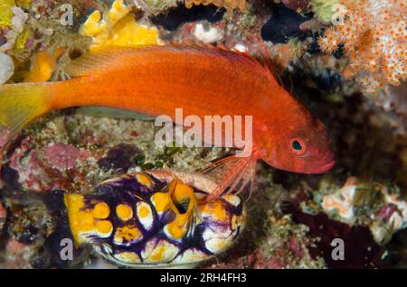 Lyretail Hawkfish, Cyprinocirrhites polyactis, par Ink-Spot Sea Squirt, polycarpa aurata, site de plongée Batu Kapal, détroit de Lembeh, Sulawesi, Indonésie Banque D'Images