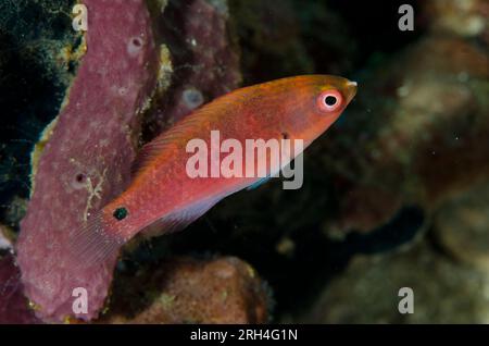Fée-Wrasse femelle, Cirrhilabrus sp, site de plongée au Trésor de Kaino, détroit de Lembeh, Sulawesi, Indonésie Banque D'Images