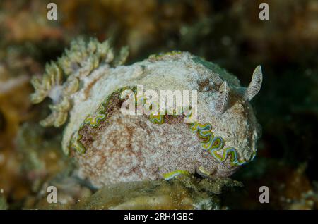 Glossodoris Nudibranch, Glossodoris cincta, site de plongée Magic Rock, détroit de Lembeh, Sulawesi, Indonésie Banque D'Images