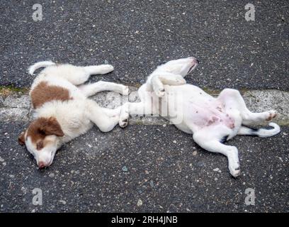 Deux chiots tachetés dorment sur le trottoir. Concept d'animal fatigué. Les chiots dorment à l'envers. Animaux drôles Banque D'Images