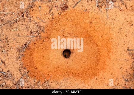 Nid de fourmis en forme de coeur avec de petites fourmis ouvrières noires, Afrique du Sud Banque D'Images