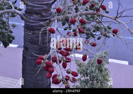 Arbre de noix d'arec sur le trottoir avec des fruits de double couleur Banque D'Images