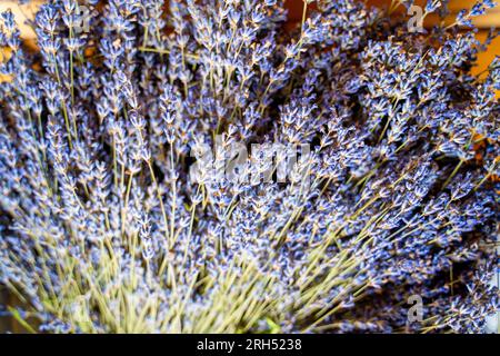 Les fleurs de lavande angustifolia sont sèches, en gros plan. Matières premières pour la médecine traditionnelle Banque D'Images
