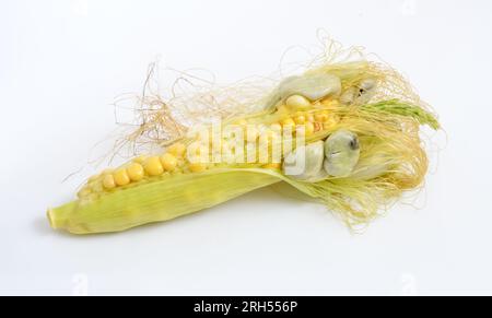 Le charbon de maïs est une maladie des plantes causée par le champignon pathogène Ustilago maydis. Sur fond blanc. Banque D'Images