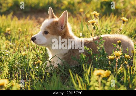 Charmant chiot Pembroke Welsh Corgi tranquillement allongé sur la pelouse verte et se reposer. Chien petit et court au pelage blanc rougeâtre refroidissant près du dandeli jaune Banque D'Images