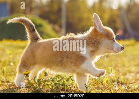 Incroyable Pembroke Welsh Corgi chiot marchant joyeusement sur la pelouse sur la journée ensoleillée d'été. ourson de chien rouge et blanc appréciant l'air frais et avoir merveilleux Banque D'Images