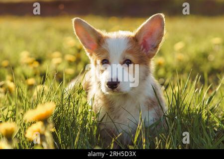 Herbe verte presque couverte adorable Pembroke Welsh Corgi tandis que le chiot marche sur la journée chaude et lumineuse. Petit chien à fourrure rouge et blanche explorant verdan Banque D'Images