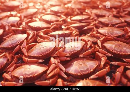 Vue détaillée captivante d'un crabe de mer, mettant en valeur sa beauté naturelle et ses textures. Banque D'Images