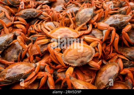 Vue détaillée captivante d'un crabe de mer, mettant en valeur sa beauté naturelle et ses textures. Banque D'Images