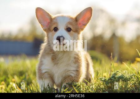 Magnifique petit chiot Pembroke Welsh Corgi debout sur la pelouse verte et regardant vers l'avenir. Doggy avec manteau rouge et blanc trouver quelque chose d'intéressant quand wa Banque D'Images