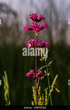 Silene viscaria, Viscaria vulgaris, Caryophyllaceae. Plante sauvage photographiée en été. Banque D'Images