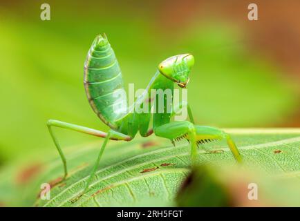 Prière Mantis Rainforest ou Mantis européens sur un fond de nature de feuille verte. Banque D'Images