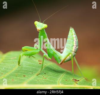 Prière Mantis Rainforest ou Mantis européens sur un fond de nature de feuille verte. Banque D'Images