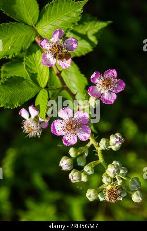 Fleurs et bourgeons de mûre rose doux au printemps - Rubus fruticosus. Banque D'Images