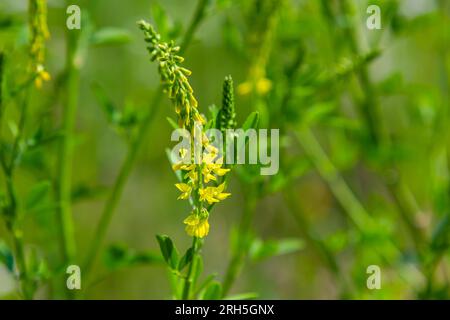 Fleurs de Melilotus officinalis est sur fond lumineux d'été. Fond flou de jaune - vert. Faible profondeur de champ. Banque D'Images