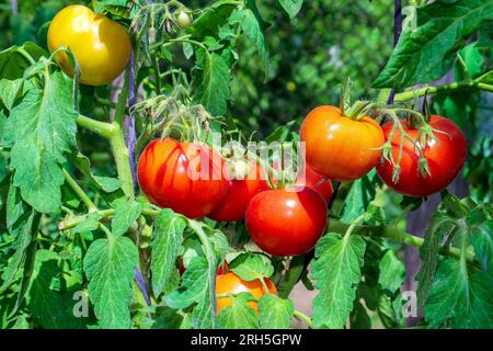 Récoltez des tomates sur les branches du buisson. Mûrissement des fruits. Banque D'Images