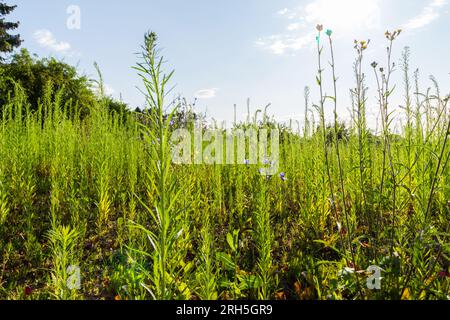 Terres abandonnées avec de l'herbe à cheval canadienne (Erigeron canadensis), Hongrie, Europe Banque D'Images