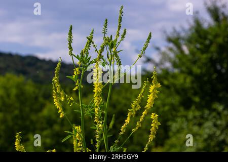 Fleurs de Melilotus officinalis est sur fond lumineux d'été. Fond flou de jaune - vert. Faible profondeur de champ. Banque D'Images