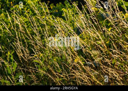 Prairie d'herbe de prairie avec les sommets des panicules de stèle. Poa pratensis herbe verte de prairie européenne. Banque D'Images