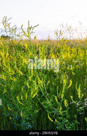 Fleurs de Melilotus officinalis est sur fond lumineux d'été. Fond flou de jaune - vert. Faible profondeur de champ. Banque D'Images