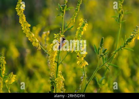 Fleurs de Melilotus officinalis est sur fond lumineux d'été. Fond flou de jaune - vert. Faible profondeur de champ. Banque D'Images