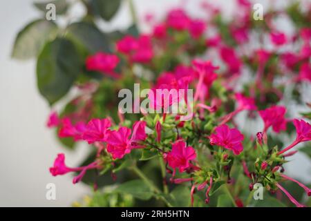 Mirabilis jalapa fleur dans le jardin Banque D'Images