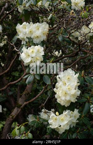 Rhododendron Roza Stevenson fleurs blanches au printemps, arbuste à feuilles persistantes fleurissant dans la famille des Ericaceae. Banque D'Images