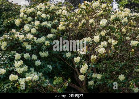 Rhododendron Roza Stevenson avec fleurs en fleurs au printemps, arbuste à feuilles larges et persistantes en fleurs dans la famille des Ericaceae. Banque D'Images