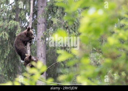 Ours brun bébé ourson frères sur un arbre jouant. Espace pour le texte Banque D'Images