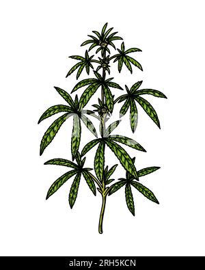 Croquis de branche de cannabis. Dessin botanique de marijuana. Illustration vectorielle réaliste dessinée à la main Illustration de Vecteur
