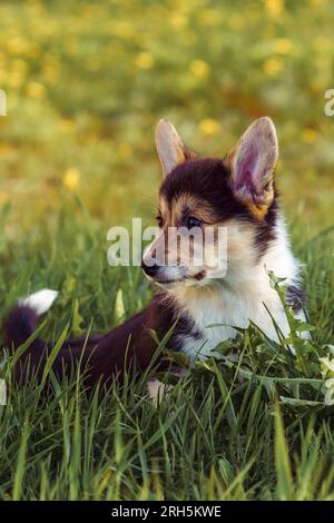 Petit sable et poil blanc Pembroke Welsh Corgi cub relaxant sur l'herbe verte en plein air. Court et moelleux chien explorant la zone autour sur le da d'été ensoleillé Banque D'Images