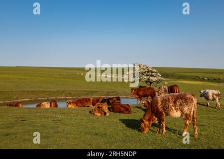 Vaches paissant près d'un étang de rosée sur Ditchling Beacon, par une journée ensoleillée du début de l'été Banque D'Images