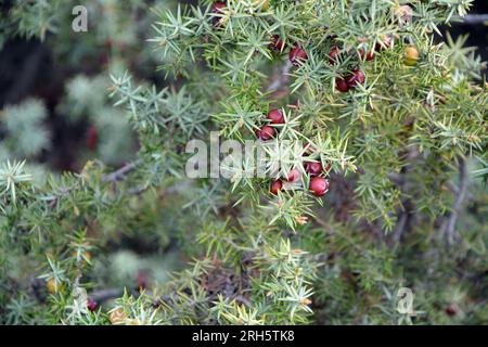 Un gros plan de branches et de fruits de Cade (Juniperus oxycedrus). Image horizontale avec mise au point sélective, arrière-plan flou et espace de copie Banque D'Images