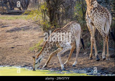 Girafe (Giraffa camelopardalis) se penchant pour boire dans un point d'eau, parc national Kruger, Afrique du Sud. Banque D'Images