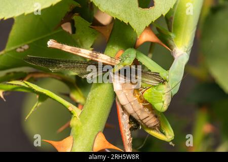 Photo macro d'une mante religieuse mangeant une cigale. Gros plan. Banque D'Images