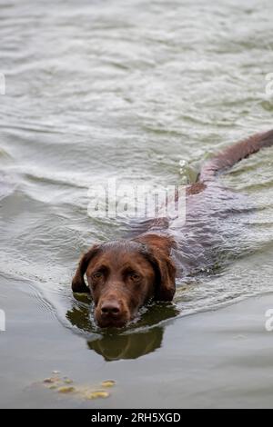 labrador et springer spaniel croisent la nage avec des canonniers Banque D'Images