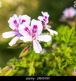 Flore d'Israël. Cadre carré. Pelargonium graveolens est une espèce de Pelargonium originaire des provinces du Cap et des provinces du Nord de l'Afrique du Sud Banque D'Images