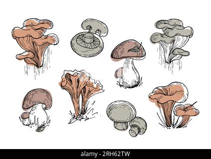 Ensemble de champignons comestibles. Illustration botanique vintage. Objets graphiques, tons terre naturels tendance. Rassemblement dans la forêt d'automne. Pour menu, livre, Illustration de Vecteur