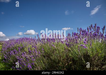 Plantes de lavande dans un champ. Fleurs violettes avec ciel bleu. Orientation paysage. Banque D'Images