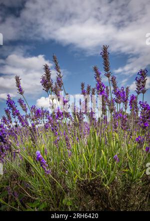 Gros plan d'une plante de lavande dans un champ. Fleurs violettes avec ciel bleu et nuages blancs. Orientation portrait. Banque D'Images