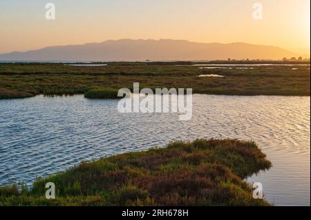 Delta de l'Èbre, région delta de l'Èbre dans le sud-ouest de la province de Tarragone, Catalogne, Espagne Banque D'Images