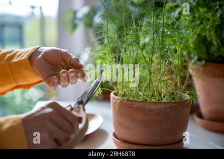 Mains avec des ciseaux en bois coupant les feuilles d'aneth biologique poussant dans un pot d'argile écologique sur la table de cuisine. Banque D'Images