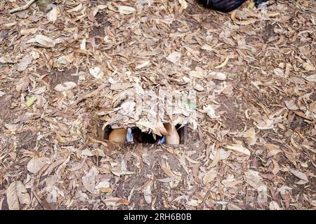 Cu Chi, Vietnam. 21 août 2014. Les tunnels Cu Chi sont un immense réseau de tunnels souterrains utilisés par les soldats Viet Cong pendant la guerre du Vietnam. Banque D'Images