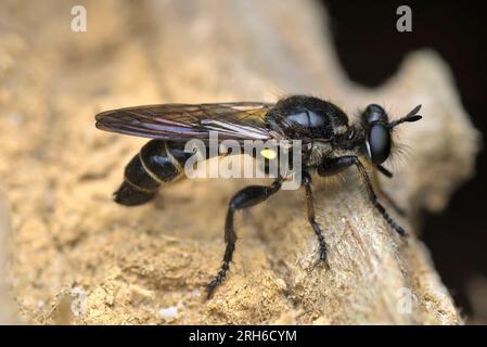 Single Robber Fly (choerades cf marginata) sur un sous-sol en bois, vue latérale, macrophotographie, insectes, biodiversité, nature Banque D'Images