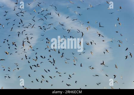 mouettes volant dans la tourmente chaotique pour attraper des poissons de bateau de pêcheurs Banque D'Images