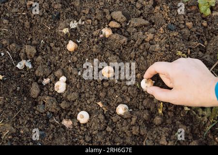 une main tient une ampoule de muscari avant de planter dans le sol Banque D'Images