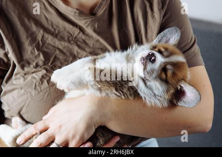 Photo recadrée de femme portant un T-shirt brun, tenant fatigué petit chiot blanc brun de chien welsh pembroke corgi dormant sur les mains sur fond gris. Banque D'Images
