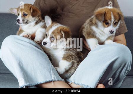 Portrait de trois petits chiots blancs bruns ludiques de chien welsh pembroke corgi assis sur un Jean de femme méconnaissable assis avec les jambes croisées sur Banque D'Images